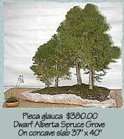 Dwarf Alberts Spruce Grove on concave slab
