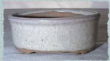 speckled bone glaze - bonsai