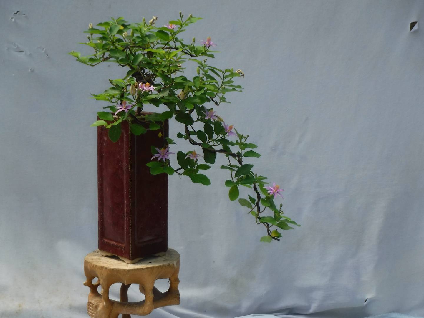 DaSu Bonsai Studios : Grewia Cascade Tall BRC