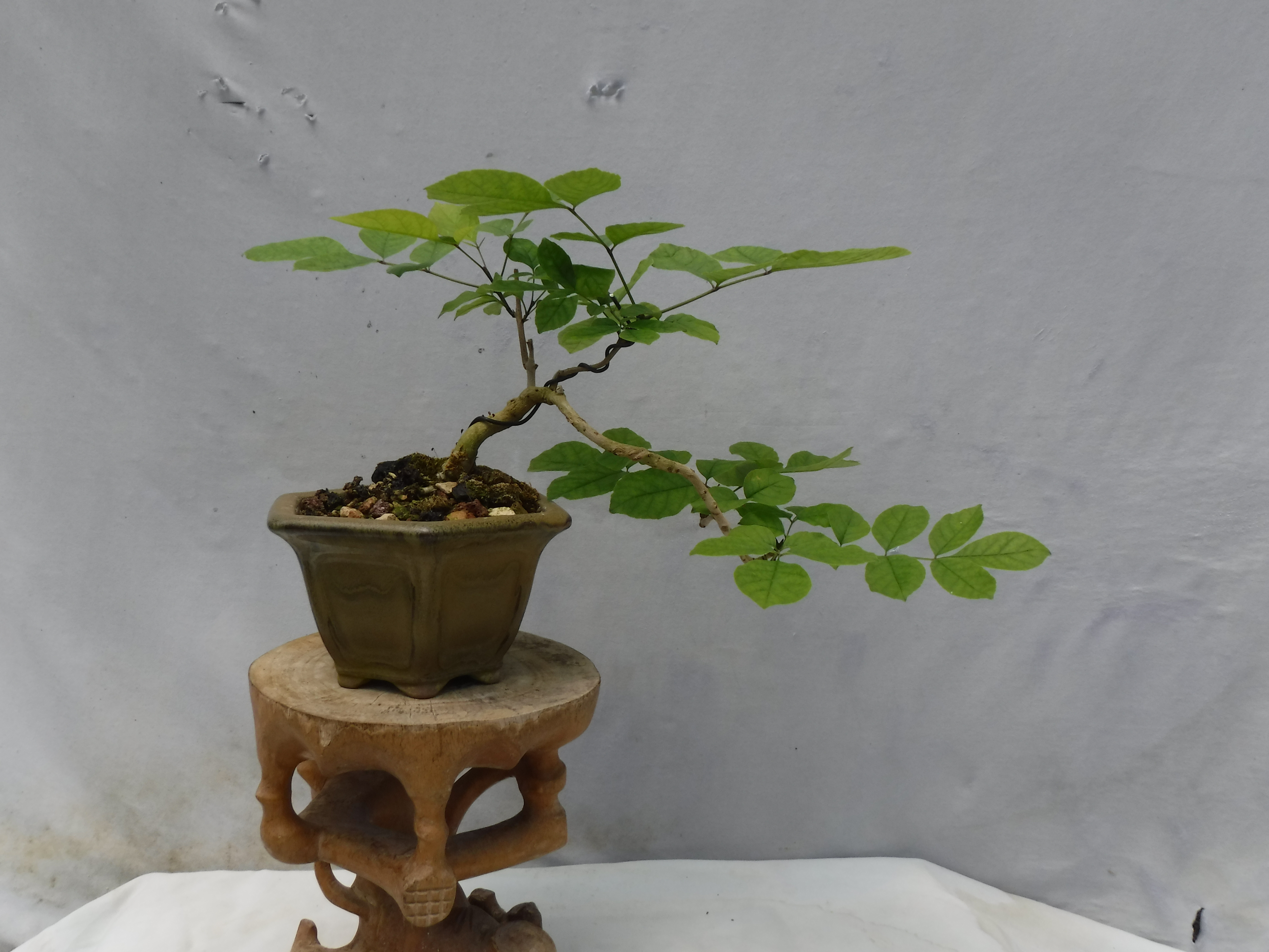 DaSu Bonsai Studios : Mini Ash Semi Cascade