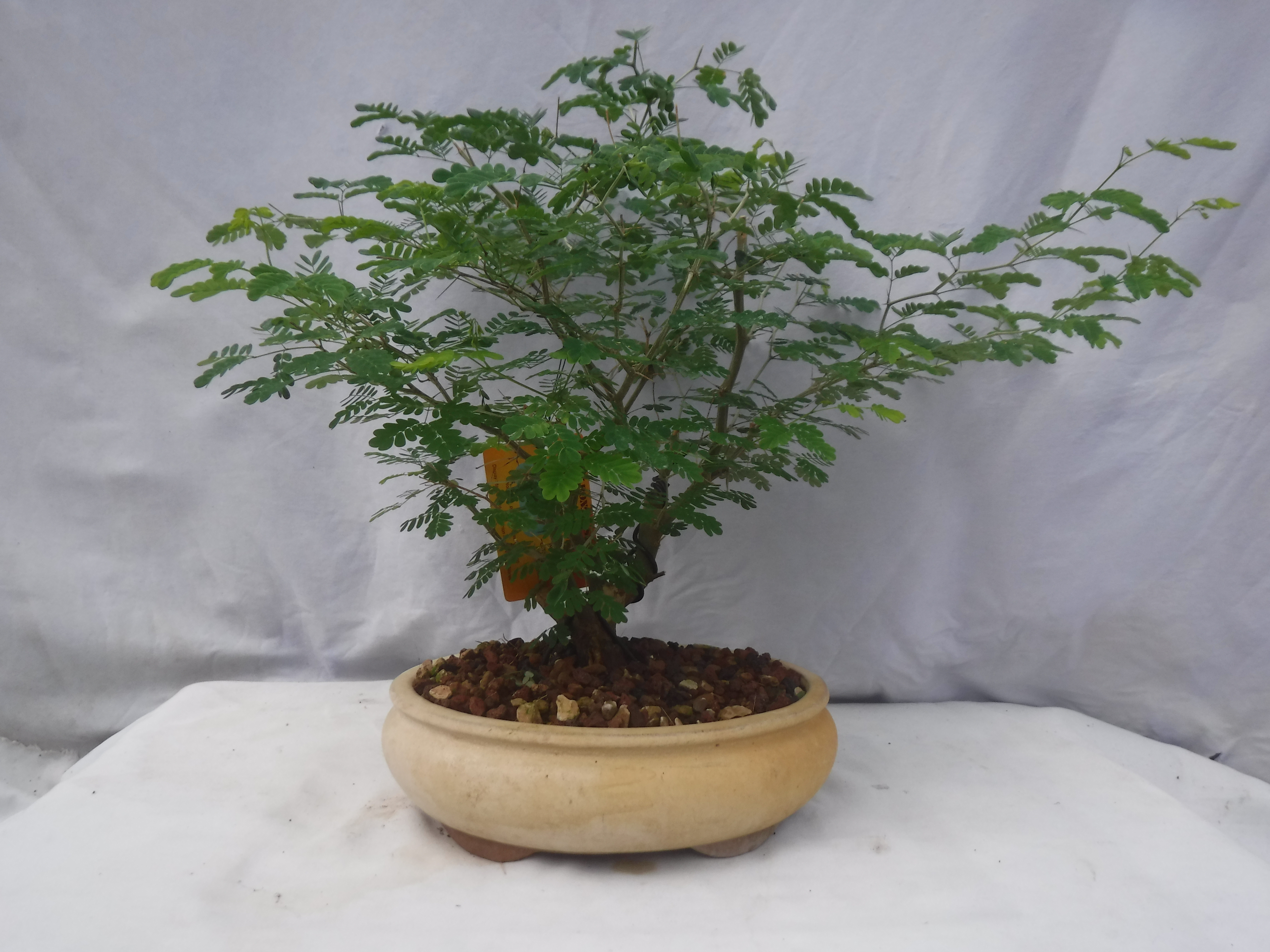 DaSu Bonsai Studios : Brazilian Raintree