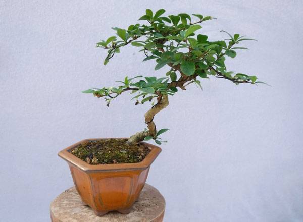 DaSu Bonsai Studios : Slant style Fukien Tea Tree in Import OR